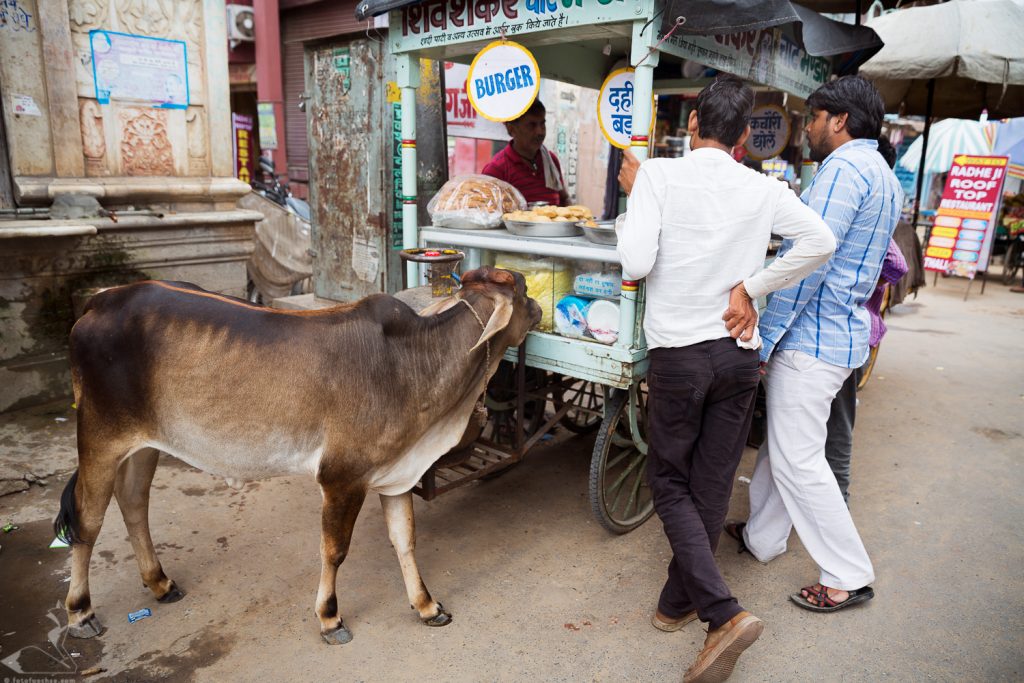 Fotokurs Fotoreise Nordindien Indien Rajasthan Fotografie fotografieren lernen Rajasthan Infoabend