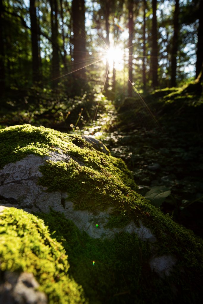 Bei unserem Aufstieg gehen wir im Wald auf Pirsch nach besonders ausgefuchsten Motiven im Morgenlicht.