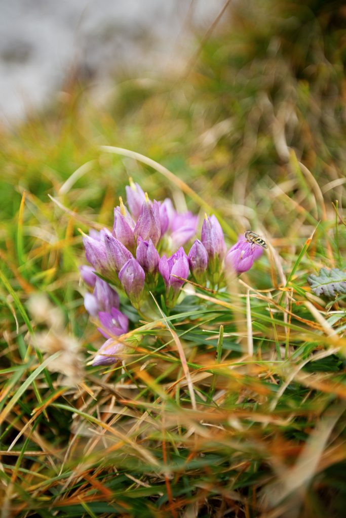 Der Schneeberg bietet eine vielfältige Flora und Fauna um dich mit Details zu spielen.