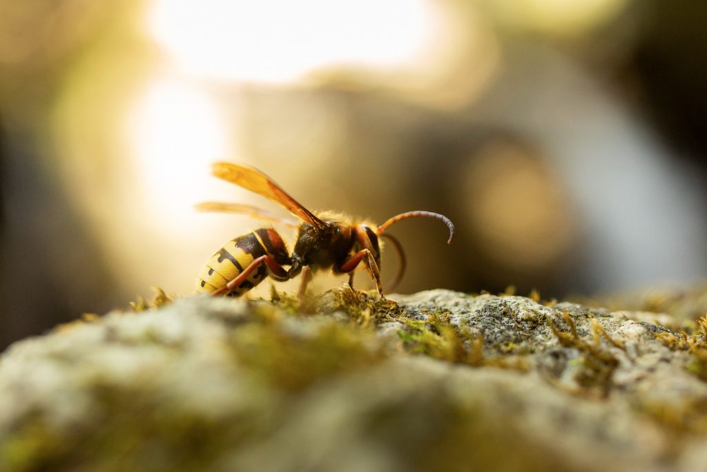 Gemeinsam auf einem leichten Wander-Fotostreifzug durch die Ysperklamm die Naturfotografie in der Weite und im Detail auf Bild bannen.