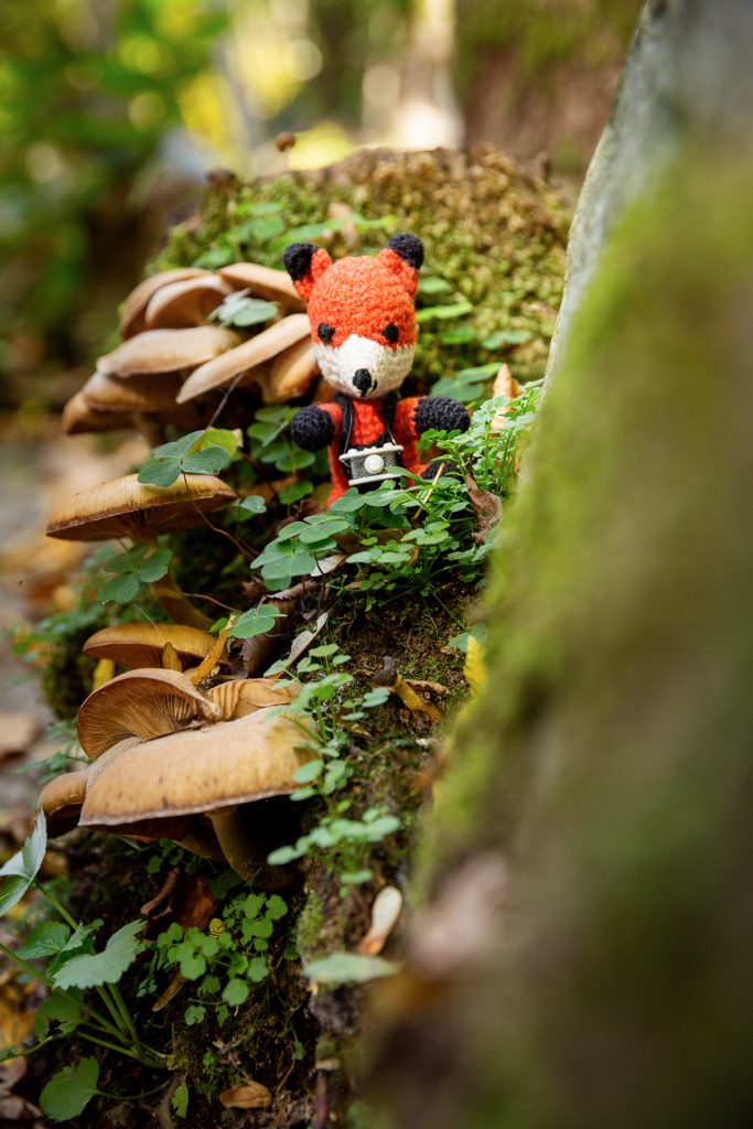 Gut gestärkt zeigt dir Finn bei unserem Fotokurs, wie du dich mit Perspektive in der Naturfotografie spielen kannst.