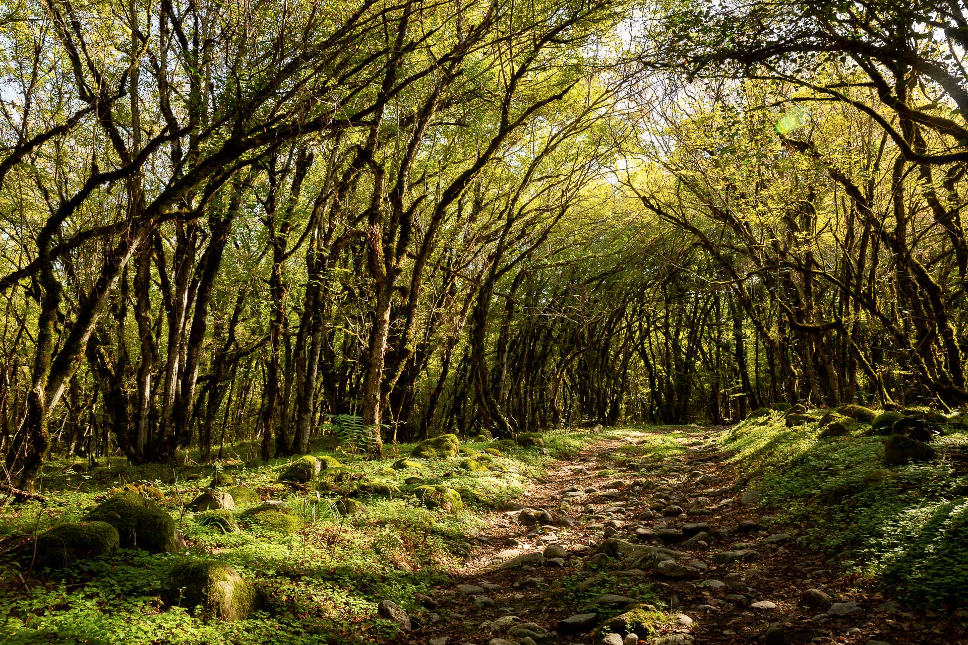 Die FOTOFÜCHSE Wunschorte. Durch den Urwald des Lagodekhi National Parks streifen und sich wie in einem verwunschenen Märchenwald fühlen.