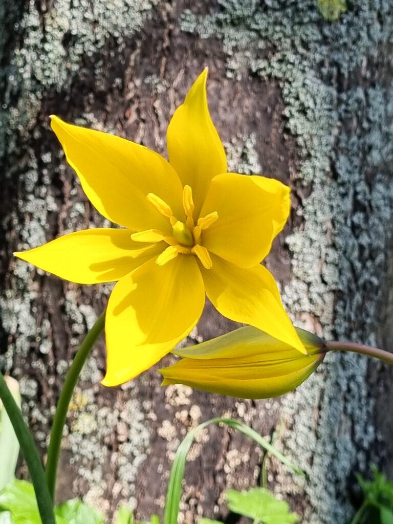 Gemeinsam gehen wir auf Pirsch nach Naturmotiven in der Stadt.