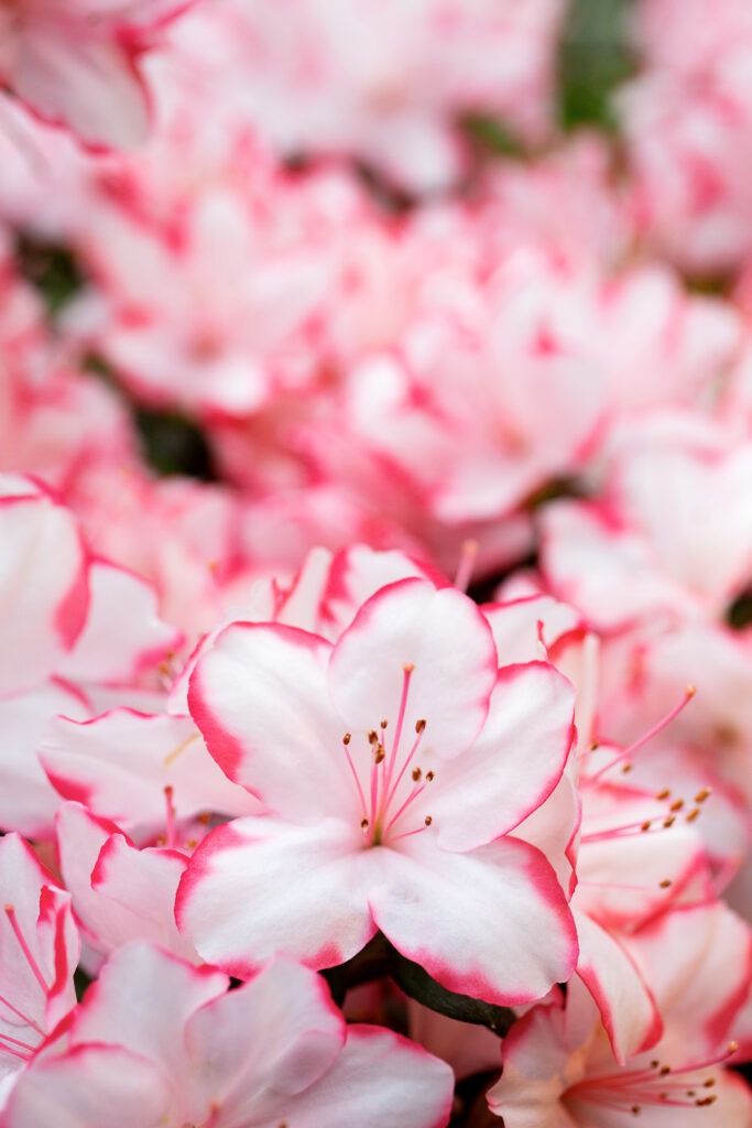 Fotografiere die bunten Farbenspiele der exotischen Pflanzenwelt im Botanischen Garten Berlin.