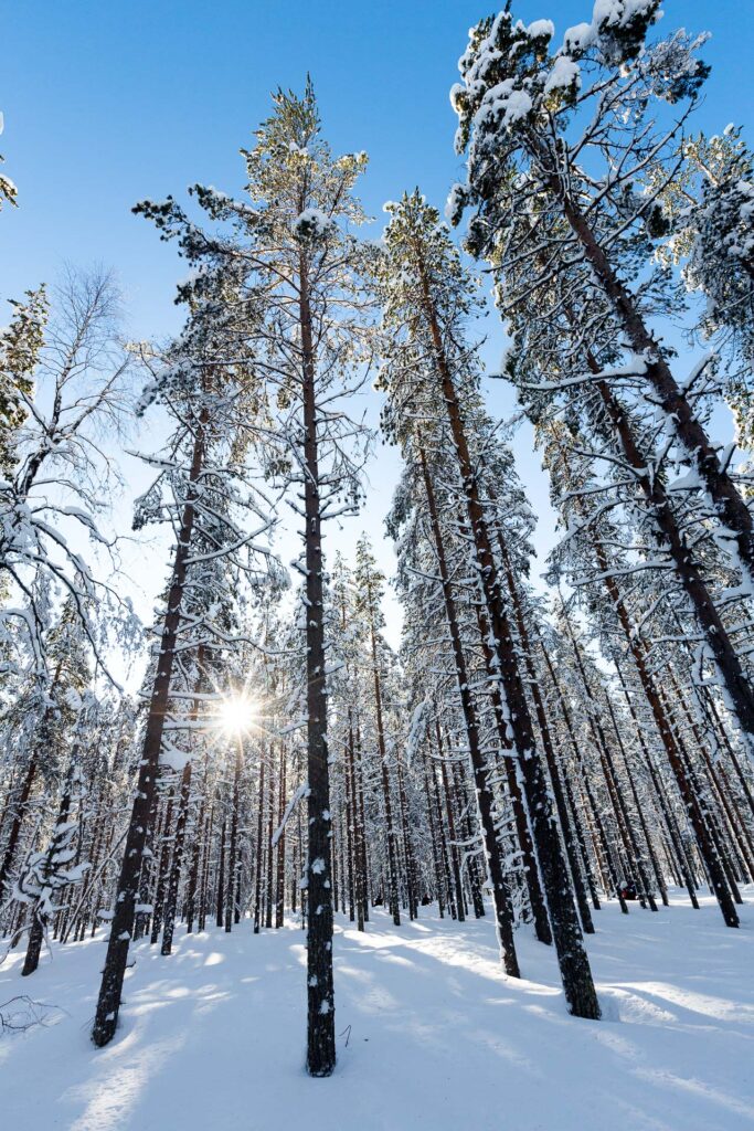 Fotoreise Finnland Fotomotive: Mit Gegenlicht zaubern wir Sterncheneffekte auf unsere Landschaftsfotos.