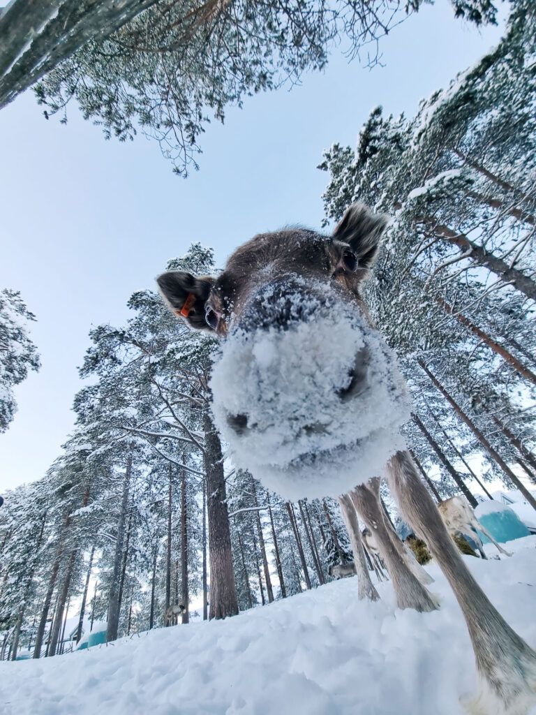 Auch aus der Schneefrosch-Perspektive sind Rentiere tolle Fotomodelle.