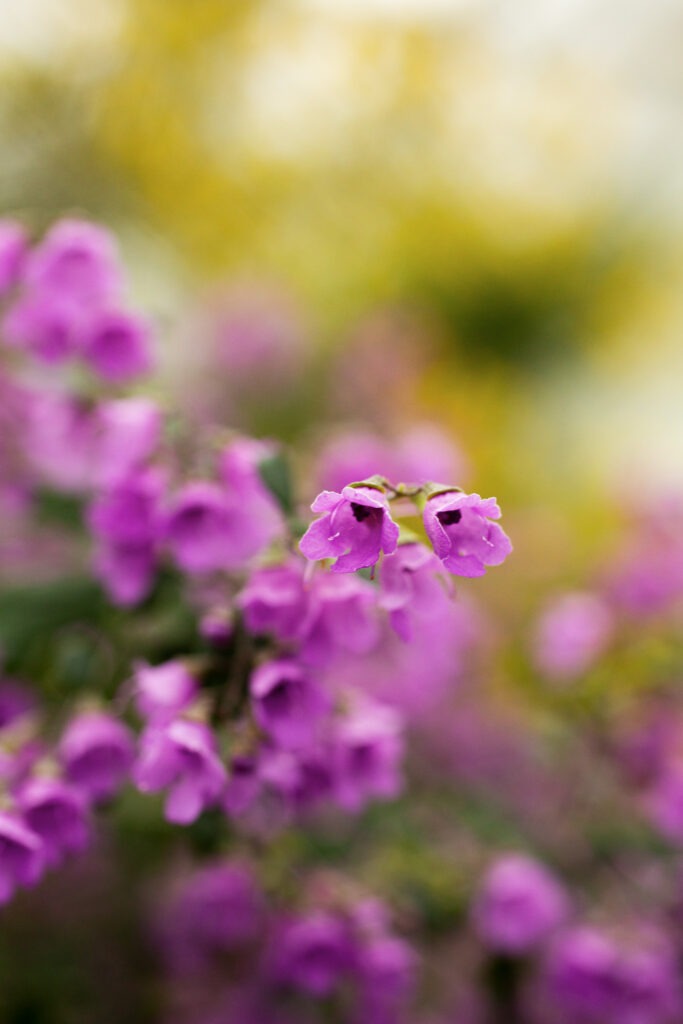 Fotografiere die bunten Farbenspiele der exotischen Pflanzenwelt im Botanischen Garten Berlin.