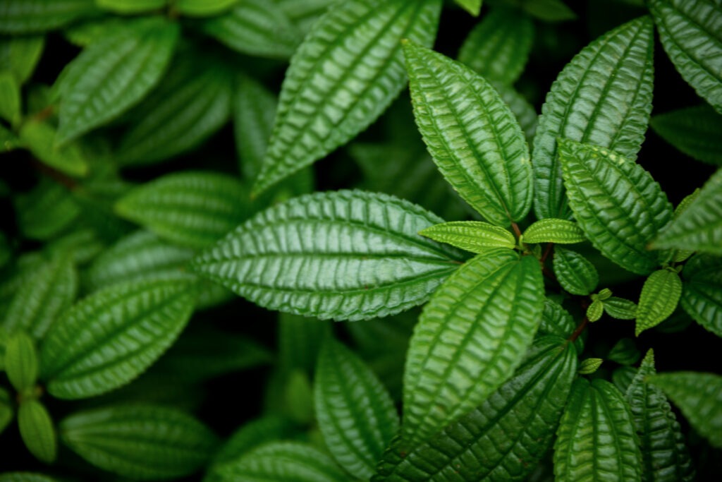 Bei unserem Handyfotokurs Makrofotografie im Botanischen Garten Berlin zeigen wir dir viele Tipps und Tricks um Pflanzen beeindruckend in Szene zu setzen.