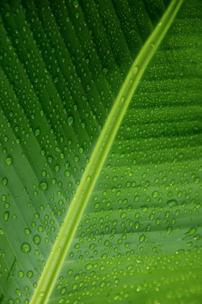 Wir beschäftigen uns mit den Gestaltungs-Möglichkeiten in der Makrofotografie.