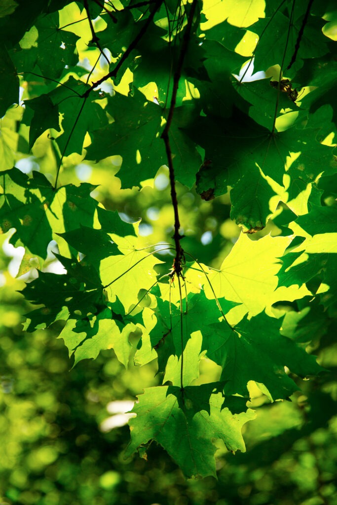 Nutze Lichtstimmungen in der Natur für besondere Effekte.