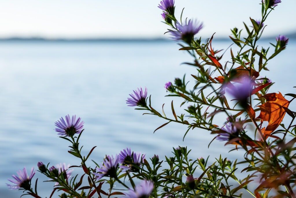 Bei unserem Handyfotokurs Naturfotografie Berlin fotografieren wir im Wald und am Ufer des Müggelsees.