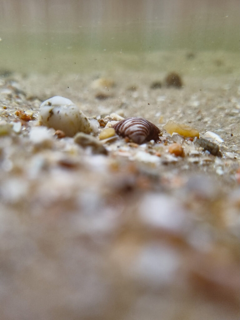 Dein Smartphone ist wasserfest? Dann auf in eine besonders spannende Motivwelt der Unterwasserfotografie.